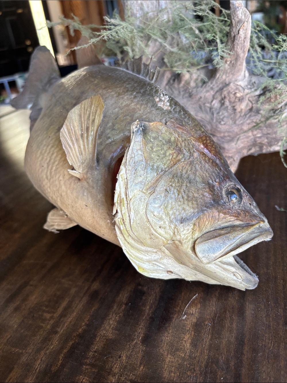 Vintage Largemouth Bass Mount Hanging Taxidermy Fish Mount Man Cave Decor huge